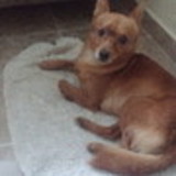 Robert martins de lima