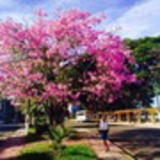 sarita dantas sena gonçalves