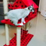 Bigodes e Miados Arranhadores