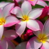 Priscila Souto Alves da Veiga