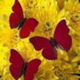 Pérsia Lúcia e Silva