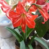 Elaine Aparecia Da Cruz