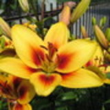 Daiane Aparecida Cardoso Rodrigues