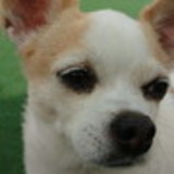 Angela Zenco Del Grossi