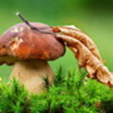 MARIO ANELIO MORAES SOBRAL