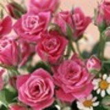 ANA CRISTINA COSTA DE MORAIS