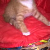 GISELE APARECIDA PLAZA MUNIZ