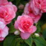 Maria aparecida da Silva