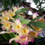 neuza maria de moraes froes