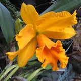 marlene domingues garcia