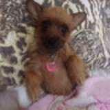 Jessica Nogueira pinto