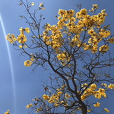 Anna Gabriela Teixeira