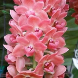 Lidia Silva Cavalcante