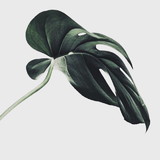 Bianca Muller Szmidziuk