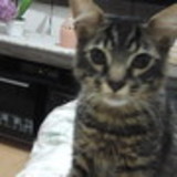 marilene Felipe Manente