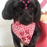 Neidi seifert soares