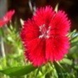 selumite de freitas carmo