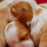 Regina Farias de Melo