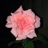 Stephanie Moreira Cruz