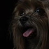 melissa da motta mesquita