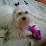 regina cardoso da fonseca