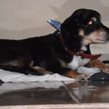 Carmen Lúcia dos Santis