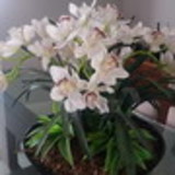 Sonia Maria martins parreira