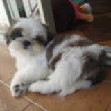 Lianne Pereira da Motta Pires Oliveira