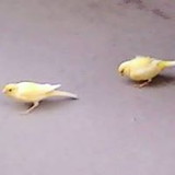 Vera Lucia Morello Olea