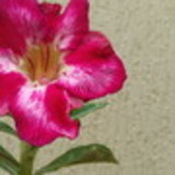 Cecilia Ramos da Silva DeCarli