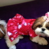 excluido_Hilda Pet Boutique