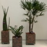 Willian Barbosa troche