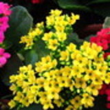 Ana Cláudia Gonçalves da Silva