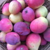 LILIAN PAIVA RAMOS MARTINS