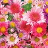 Jozi rodrigues de Souza Paes