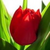 Mariana de Jesus Silva