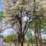 Nathália Elizabeth da Silva Coelho