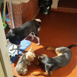 Elvira Maria Tereza Miskulin Albignente de Vasconc