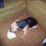 lucilena de araujo camargo