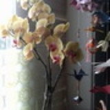Terezinha M. Ribeiro