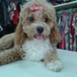 maria cristina carraro