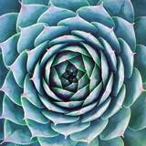 Terrários de Suculentas e Cactos