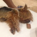 Ana Paula Tomaz Carvalho