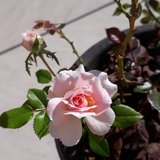 Giovanna Albanese Turolla