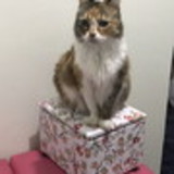 Joara Ribeiro Coelho