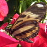 Priscila Espindula Juttel dos Santos