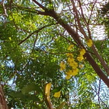 Rebeca Dias de Alcantara Cidade