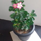 Suellen