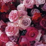 Julia Zanetti Pandini