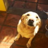 Danúbia Cézar Alves Vargas